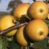 (A) Fall Russett Apple Trees -Fruit Trees Sales 2024 fall russet20apple trees