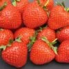 Fenella Strawberry Plants -Fruit Trees Sales 2024 fenella