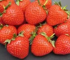 Fenella Strawberry Plants