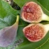 Brunswick Fig Trees -Fruit Trees Sales 2024 ficus20brunswick