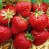 Gorella Strawberry Plants -Fruit Trees Sales 2024 fraisier20gorella20strawberry20plants