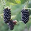 New Giant!! Blackberry 'Black Beaute' Blackberry Bushes -Fruit Trees Sales 2024 giant black beaute butte blackberries
