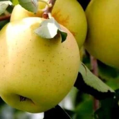 (B) Golden Delicious Apple Trees