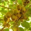 Jenny Kiwi Plants 2 Jenny Kiwi Plants -Fruit Trees Sales 2024 kiwi20vine