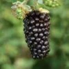 Kotata Blackberry Bushes