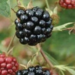 Loch Maree Blackberry Bushes