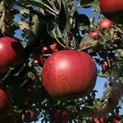 (A) Lord Lambourne Apple Trees