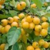 Golden Hornet Crab Apple Trees -Fruit Trees Sales 2024 malus20golden20hornet202