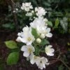 Brevipes Wedding Bouquet Crab Apple Trees -Fruit Trees Sales 2024 malus20wedding20boquet203