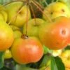 Butterball Crab Apple Trees -Fruit Trees Sales 2024 malus butterball