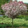 Coral Burst Crab Apple Trees -Fruit Trees Sales 2024 malus coral burst