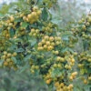 Golden Gem Crab Apple Trees -Fruit Trees Sales 2024 malus golden gem