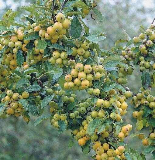 Golden Gem Crab Apple Trees -Fruit Trees Sales 2024 malus golden gem