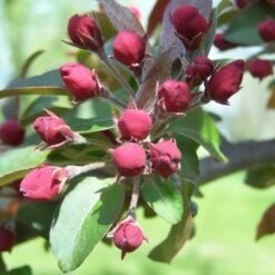 Liset Crab Apple Trees