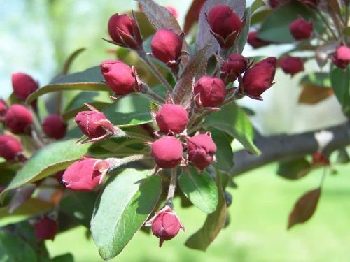 Liset Crab Apple Trees -Fruit Trees Sales 2024 malus liset