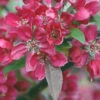 Pink Mushroom Crab Apple Trees -Fruit Trees Sales 2024 malus pink mush