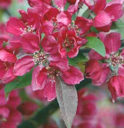 Pink Mushroom Crab Apple Trees -Fruit Trees Sales 2024 malus pink mush