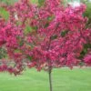 Prairie Fire Crab Apple Trees -Fruit Trees Sales 2024 malus prairie fire