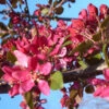 Profusion Improved Crab Apple Trees -Fruit Trees Sales 2024 malus profusion