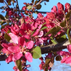Profusion Improved Crab Apple Trees