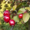 Red Glow Crab Apple Trees -Fruit Trees Sales 2024 malus red glow
