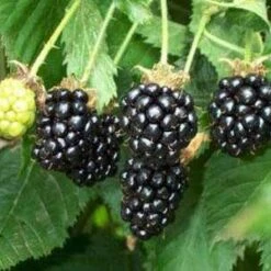 Obsidian Blackberry Bushes