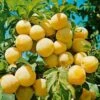 Oullin's Golden Gage Tree -Fruit Trees Sales 2024 oullins20gage
