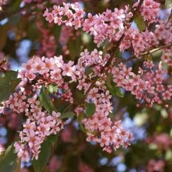 Prunus Padus Colorata Japanese Flowering Cherry Plants