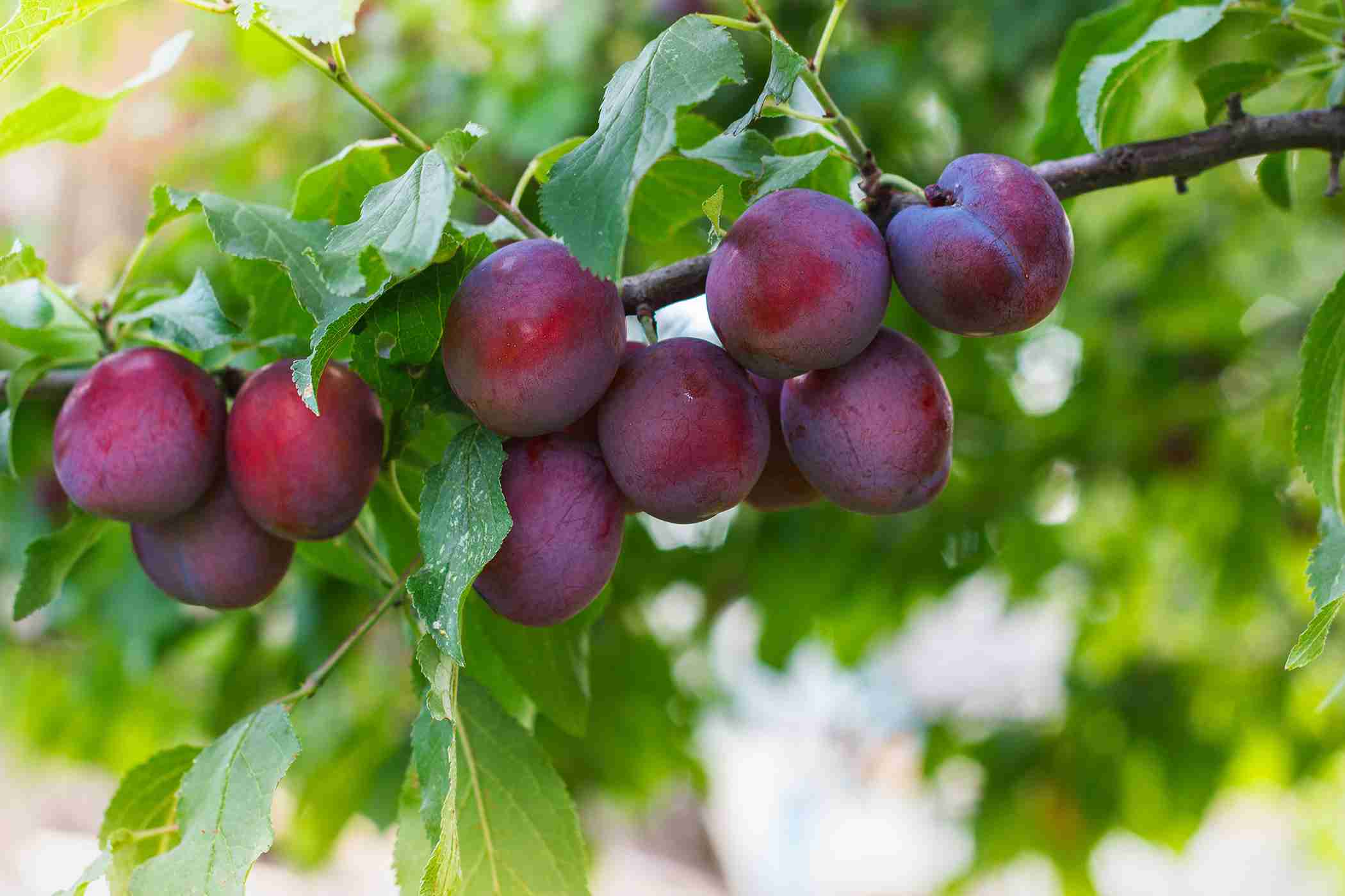 Front Page -Fruit Trees Sales 2024 plantnet rootstock plum Dwarf President