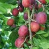 Early Laxton Plum Trees 1 Early Laxton Plum Trees -Fruit Trees Sales 2024 plum20early20laxton2