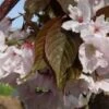 Chocolate Ice Japanese Flowering Cherry Plants -Fruit Trees Sales 2024 prunus20chocolate20ice