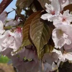 Chocolate Ice Japanese Flowering Cherry Plants