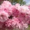 Little Pink Perfection Japanese Flowering Cherry Plants -Fruit Trees Sales 2024 prunus20little20pink20perfection