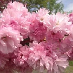 Little Pink Perfection Japanese Flowering Cherry Plants
