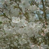 Incisa The Bride Japanese Flowering Cherry Plants -Fruit Trees Sales 2024 prunus incisa thebride
