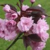 Royal Burgundy Japanese Flowering Cherry Plants -Fruit Trees Sales 2024 royal burgandy