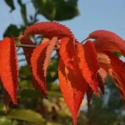 Prunus Sargentii Japanese Flowering Cherry Plants