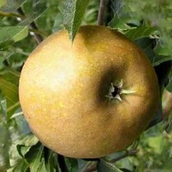 (A) St Edmund's Pippin Apple Trees